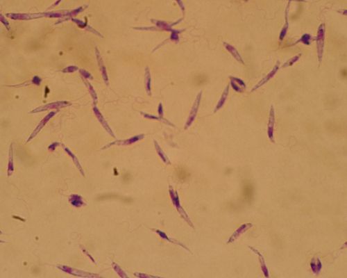 Leishmania major